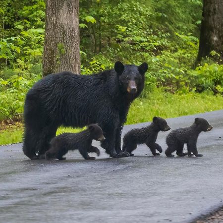 Her Majesty'S Way, Awesome Mtn Views, 1089 Free Tickets Each Paid Day, Dollywood And More Gatlinburg Dış mekan fotoğraf