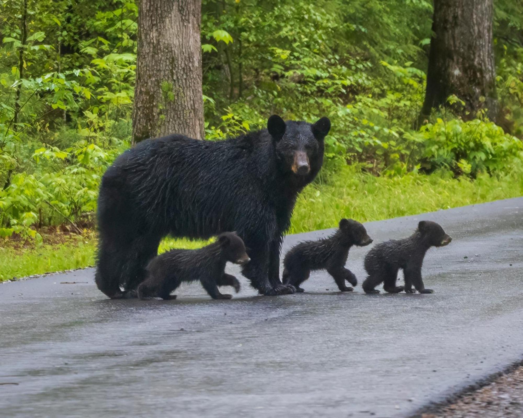 Her Majesty'S Way, Awesome Mtn Views, 1089 Free Tickets Each Paid Day, Dollywood And More Gatlinburg Dış mekan fotoğraf